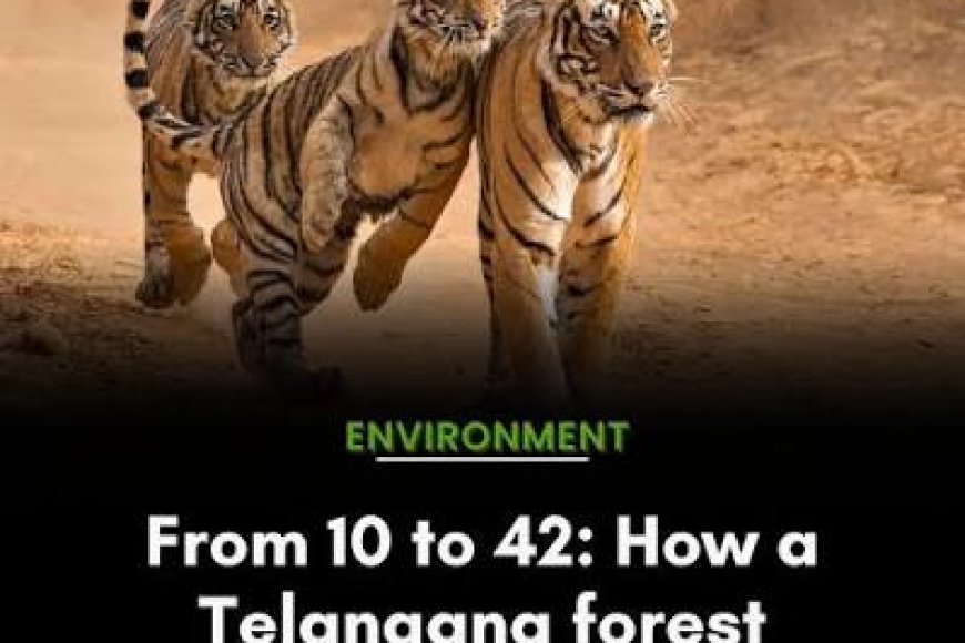 Tiger population rises in Telangana’s Amrabad reserve