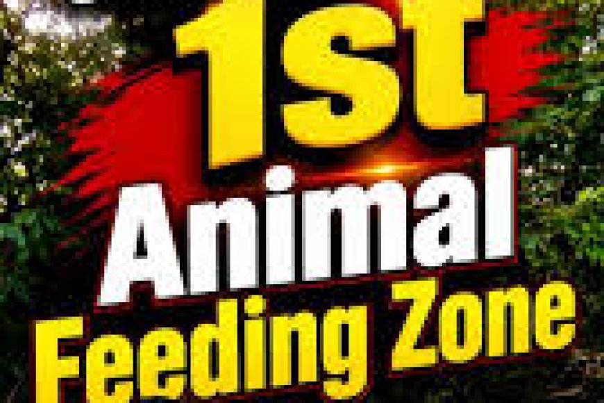 Designated feeding zones for stray dogs introduced in Visakhapatnam