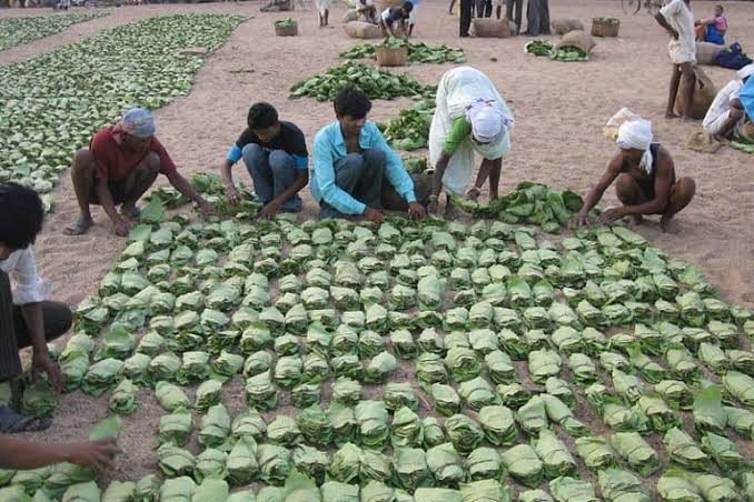 From forest produce to organic foods, a Palvancha enterprise is building livelihoods around nature