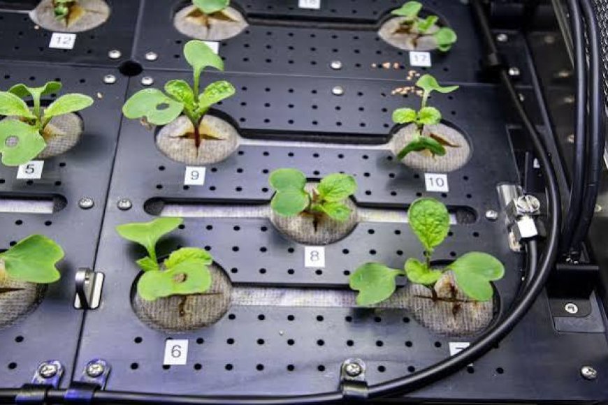 International Space Station Shares Details Of New Plants Sprouting In Space