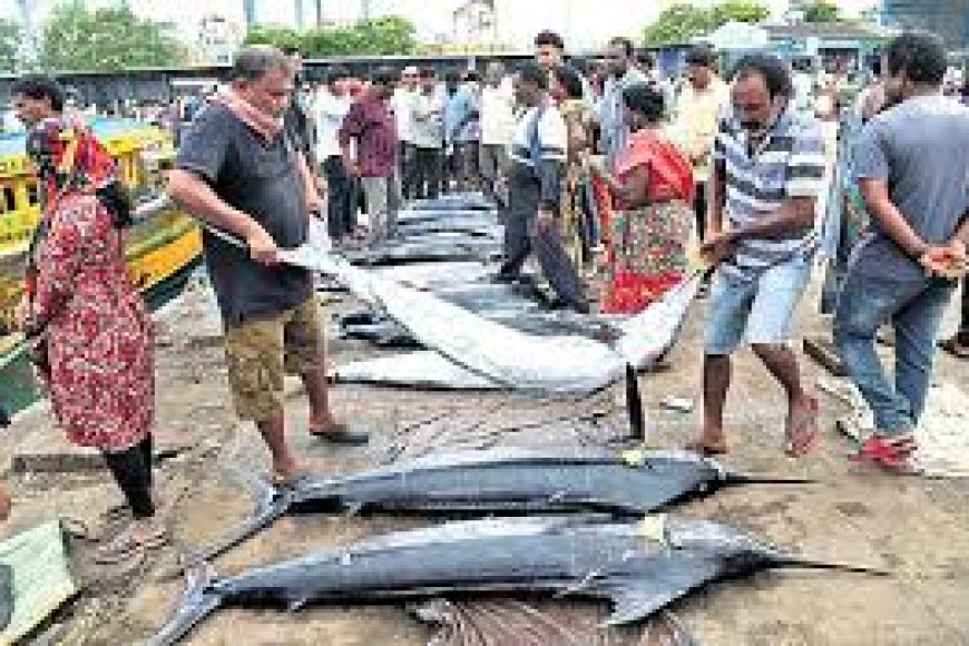 Marine fishing ban ends in Andhra Pradesh, but high fuel costs keep major chunk of fleet anchored.jpg