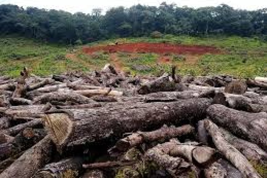 Over 600 Trees Illegally Cut Down At Government Institute In UP, Case Filed