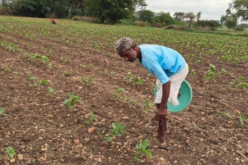 Andhra urges Krishna Delta farmers to skip paddy as monsoon deficit hits 51%