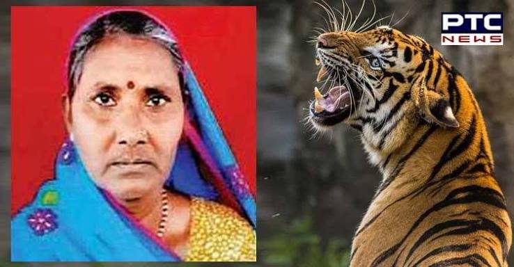 Tiger mauls woman sanitation worker to death in Jaipur as guard opens gate