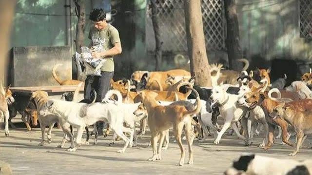 Myriad Woes Dog Localities: Stray dog packs rule Suresh Theatre road