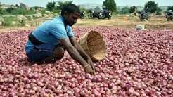 Andhra Pradesh government will sell onions at Rs 35 a kg with NCCF support: Minister
